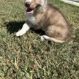 Siberian Husky Puppies from The Rulon Den