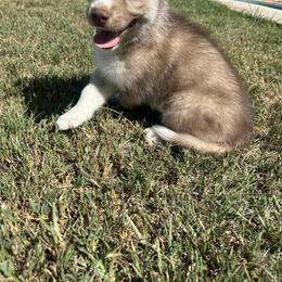 Siberian Husky Puppies from The Rulon Den