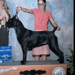 Dahlia - Cane Corso