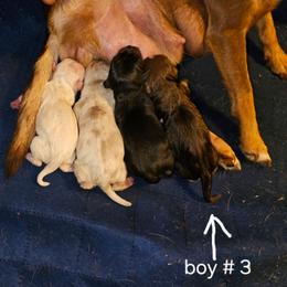 Boy 3 - Chocolate and tan male Chihuahua puppy in Meridian, Oklahoma from Crazy Love Kennels