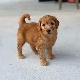 Red - Red  male Goldendoodle puppy in Spring, Texas from The Doodle Den