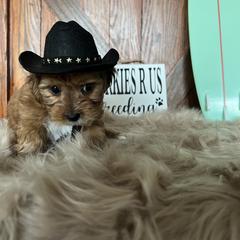 Shorkie Puppies from Shorkies R Us Breeding