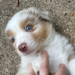 Boy 1 - Red merle male Australian Shepherd puppy in Dayton, Ohio from Willowlake Australian Shepherds
