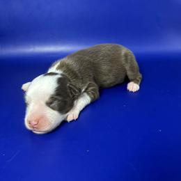 Girl 1 - Red tri female Miniature Australian Shepherd puppy in Hokes Bluff, Alabama from Alegria Toy Aussies