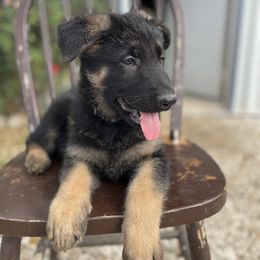 Green - German Shepherd puppy from American Viking GSD