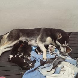 Siberian Husky puppies from Nikolay Veltchev