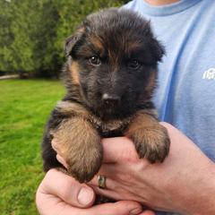 Light Blue Girl - Black and red female German Shepherd puppy in Longview, Washington from Bunkerhill Shepherds