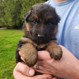 Light Blue Girl - Black and red female German Shepherd puppy in Longview, Washington from Bunkerhill Shepherds