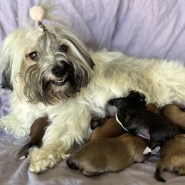 Havanese from Ameral Havanese