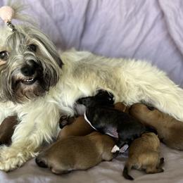 Havanese from Ameral Havanese