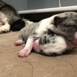 Cardigan Welsh Corgi and Dogo Argentino Puppies from Kirstin Booth