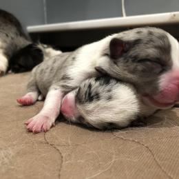 Cardigan Welsh Corgi and Dogo Argentino Puppies from Kirstin Booth