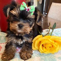 Mila - Black and tan female Yorkshire Terrier puppy in Lowell, Massachusetts from Katie’s Yorkies