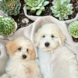 Lovey (on the left) - Parti Goldendoodle puppy in Petoskey, Michigan from Petoskey Goldendoodles