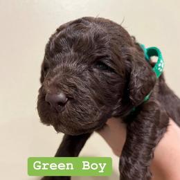 Poodle Puppies from Semmy’s standard Poodle