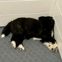 Long coat female - Black female Akita puppy in Coalport, Pennsylvania from After Midnight Akitas