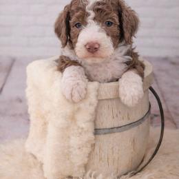 Orange - Brown and white male Aussiedoodle puppy in Byron, Georgia from Southern Olive Doodles 🫒