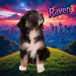 RAVEN-Black Tri Female - Black tri-color female Australian Shepherd puppy in Gainesville, Texas from Lady Luck Aussies