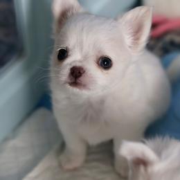Marshmallow 4550 - White male Chihuahua puppy in Beaumont, Texas from Down south pups