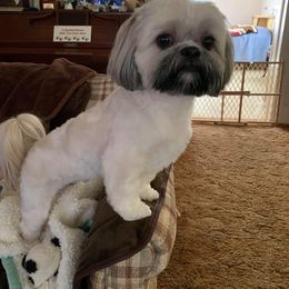 Shih Tzu Puppies from Sugar Paws Heavenly Shih Tzu’s