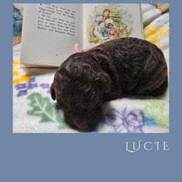 Girl 2 - Brown female Lagotto Romagnolo puppy in Salida, California from Harper's Lagotti