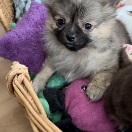 Paul - Black sabled fawn Chihuahua puppy in Williamsburg, Virginia from PAWSitive Cheeky Chihuahuas