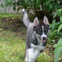 Siberian Husky Puppies from SoFlo Siberians