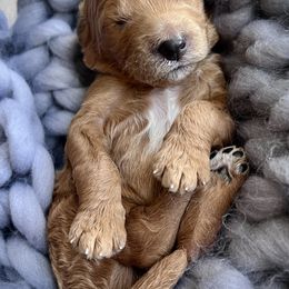 Poodle Puppies from Katie’s Standard Poodles