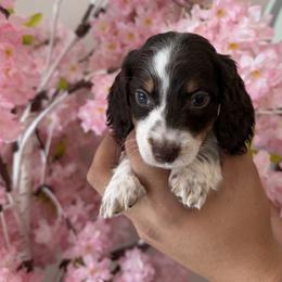 Dachshund Puppies from Pretty Dachshunds 661