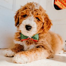 Goldendoodle puppies from Riverbend Doodles