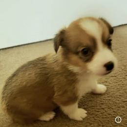 Pembroke Welsh Corgi Puppies from JD's Corgi Kennel