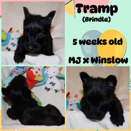 Australian Shepherd, Poodle, and Scottish Terrier Puppies from Not Of This World Aussies, Scottie’s, Poodles, & Doodles