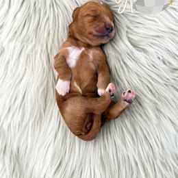 Girl 3 - female Goldendoodle puppy in Bell Buckle, Tennessee from Precious Puptown Doodles