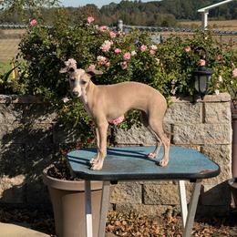 Wisteria - Blue fawn female Italian Greyhound puppy in Vienna, Georgia from Marchwind Farm
