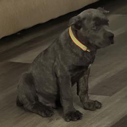 Cane Corso Puppies from A&B kennel