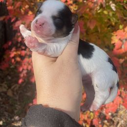 Biewer Terrier Puppies from Petit Bijou