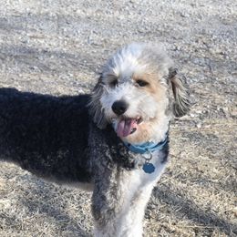 Kinkin - Bernedoodle