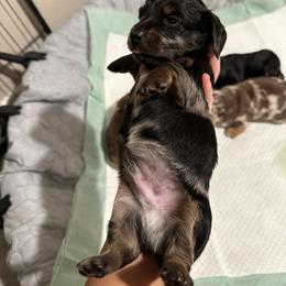 Dachshund Puppies from L&L Dachshunds