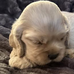 Cocker Spaniel Puppies from Anastasia Knight's Cocker Spaniels