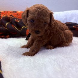 Sunset - Red  male Poodle puppy in Vilonia, Arkansas from Donna’s Pretty Poodles
