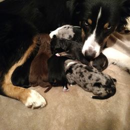 Australian Shepherd Puppies from Southern Boy Blues Aussies