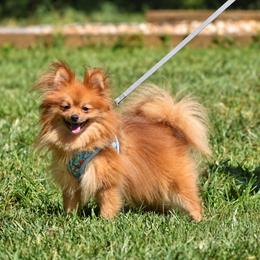 Chesnut - Chocolate sable male Pomeranian puppy in Cleveland, Georgia from Sourpatch Pomeranians