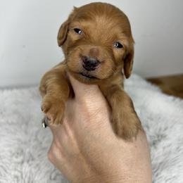 Boy one - Red male Dachshund puppy in Payette, Idaho from NT Mini Doxies