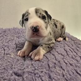 Merle Mantle Girl - Great Dane puppy from Breken Great Danes