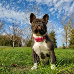 French Bulldogs from Heidi PawCasso