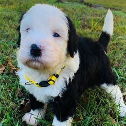 Goldendoodle and Sheepadoodle Puppies from Paw City Doodles