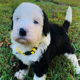 Goldendoodle and Sheepadoodle Puppies from Paw City Doodles