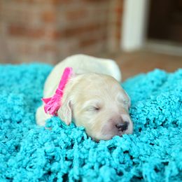 Australian Labradoodle, Bernedoodle, and Goldendoodle Puppies from Golden Fields Doodles