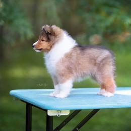 Shetland Sheepdog Puppies from Royal Tea Shelties