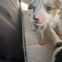 Opal - White and chocolate female Chinese Crested puppy in New Windsor, Maryland from Ambush Kennel
